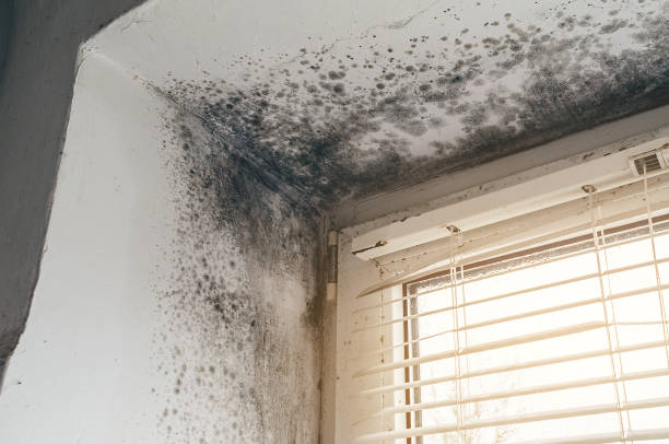 Affordable Mold Remediation solutions in Yuma, CO